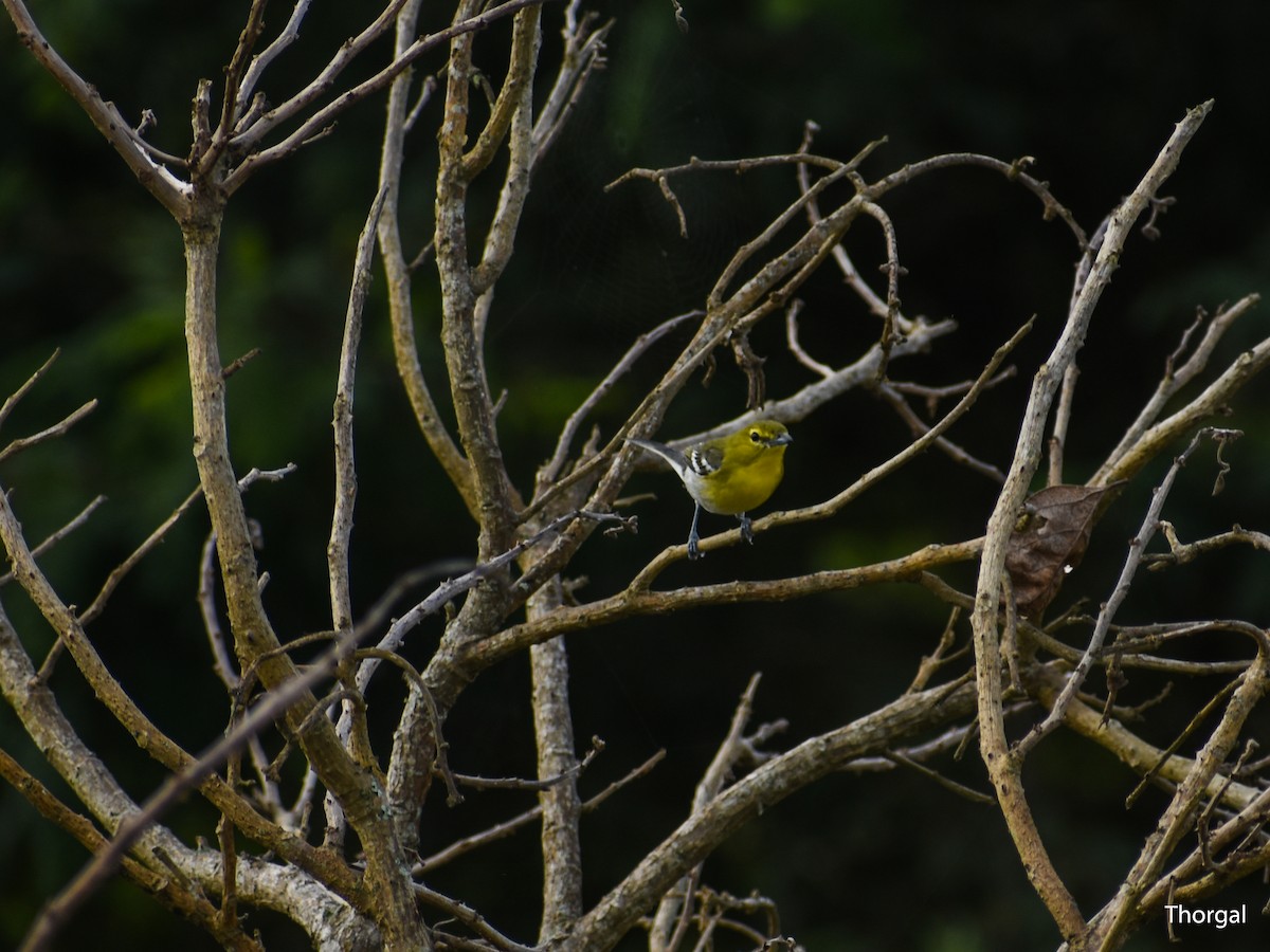 Yellow-throated Vireo - ML647114486