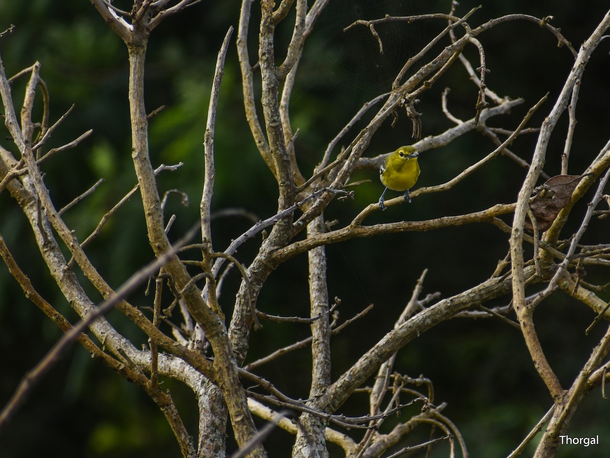 Yellow-throated Vireo - ML647114487