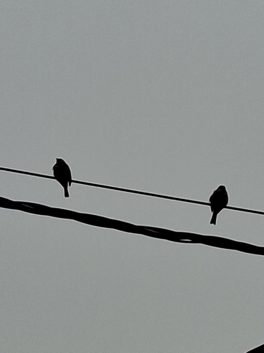 Passera oltremontana - ML647114491