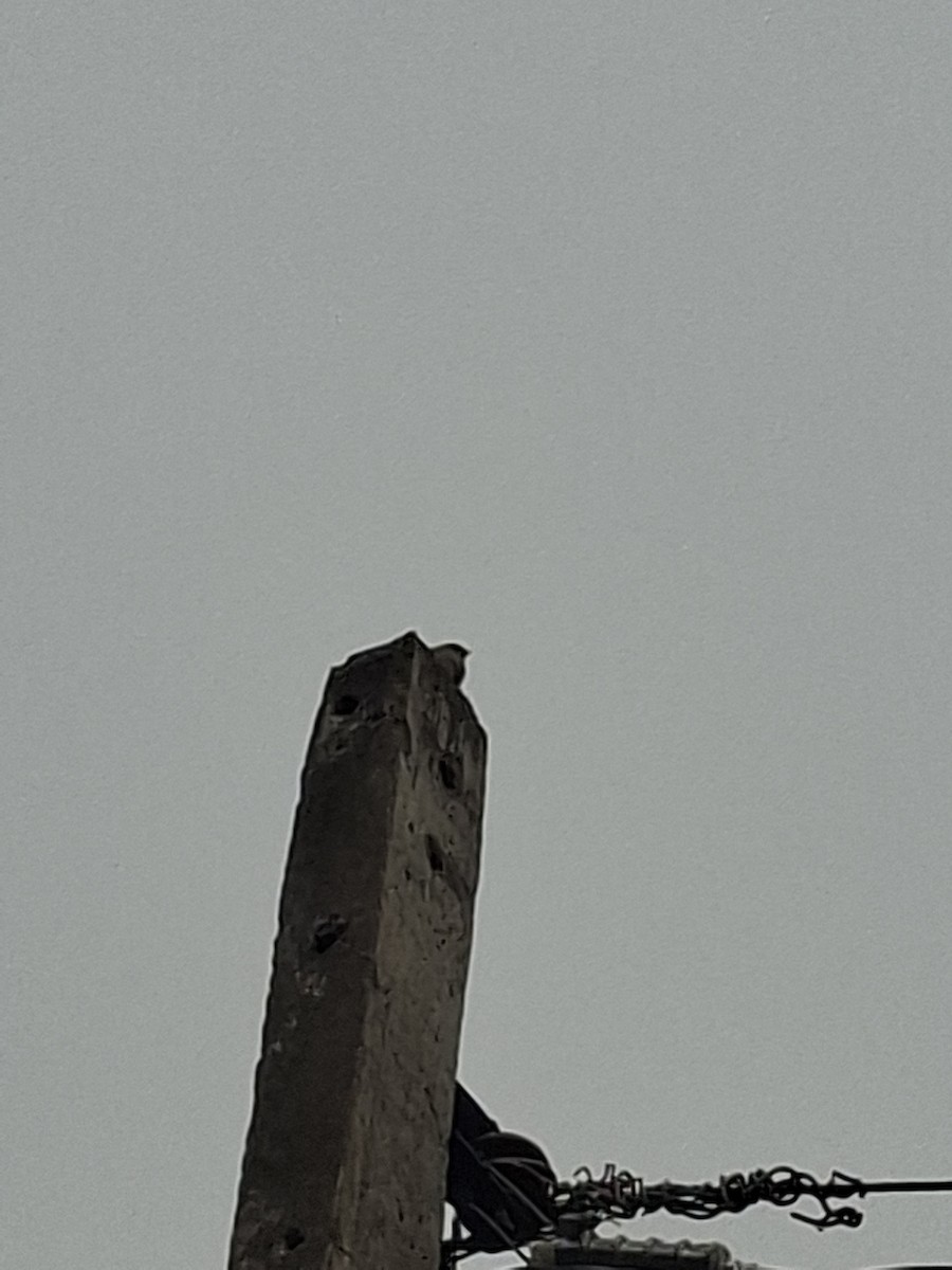 Passera oltremontana - ML647114492