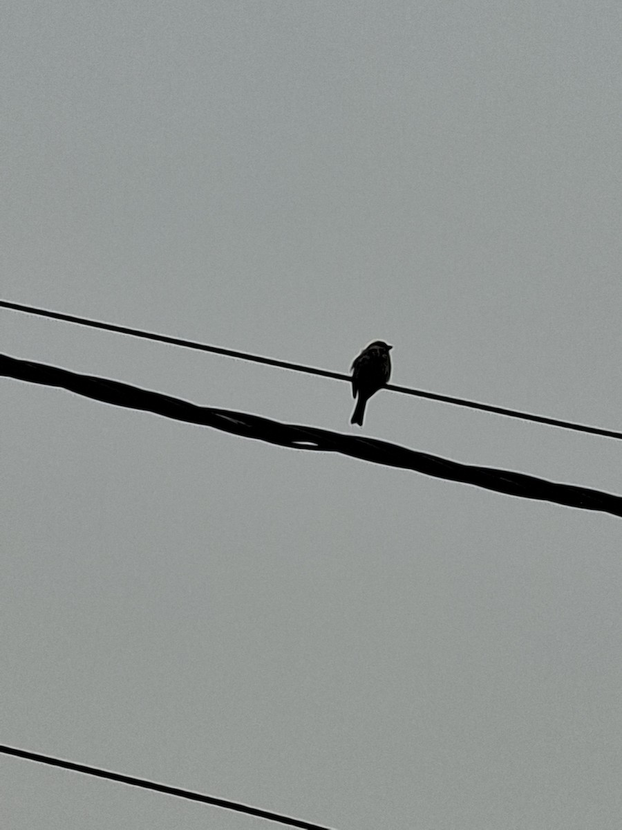 Passera oltremontana - ML647114493