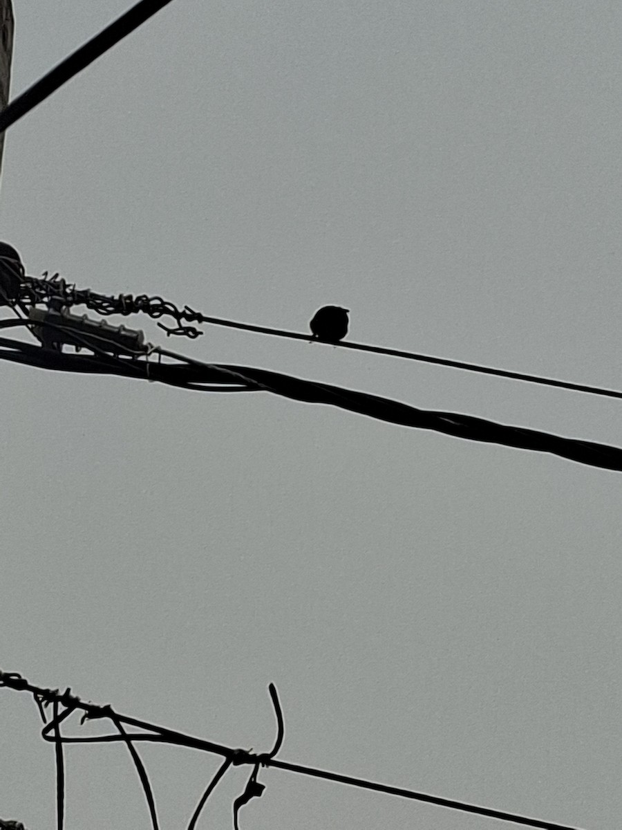 Passera oltremontana - ML647114494