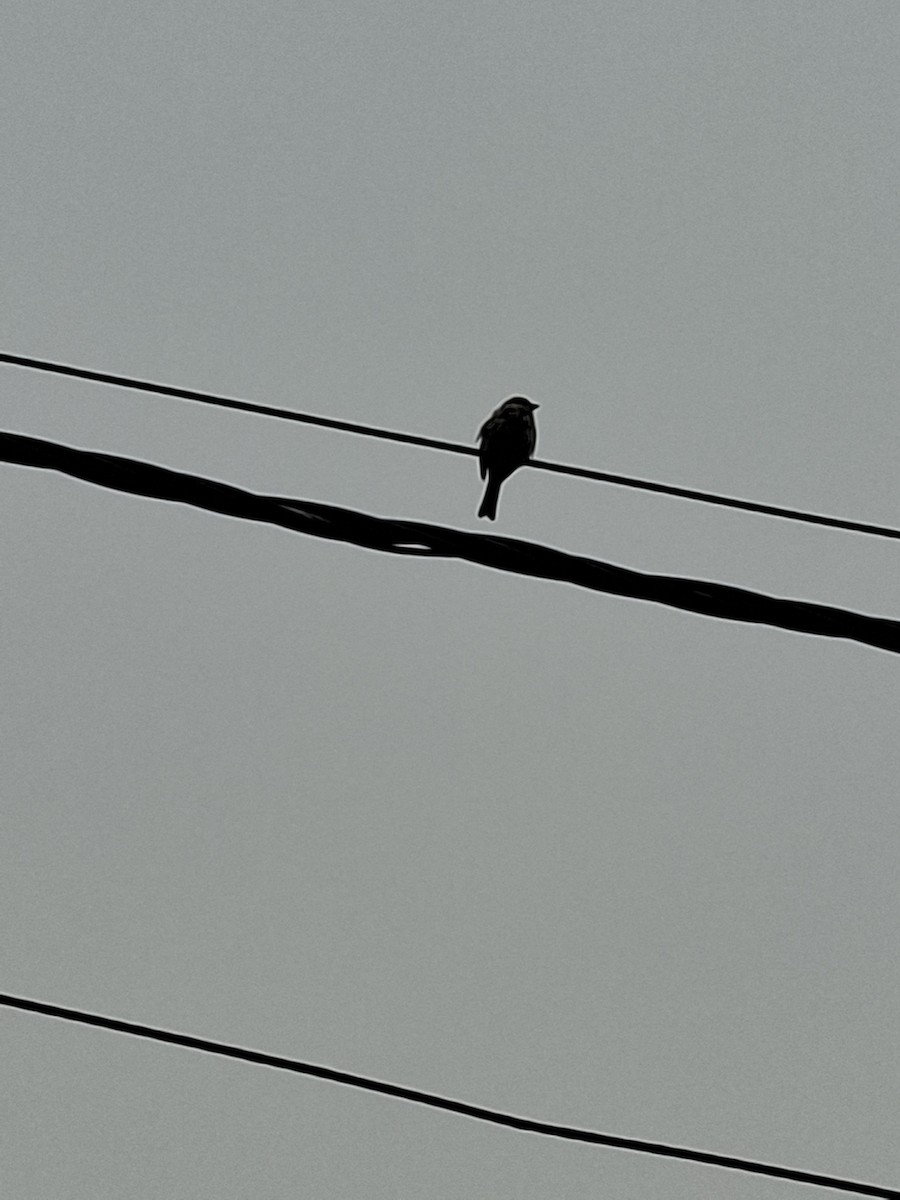 Passera oltremontana - ML647114495