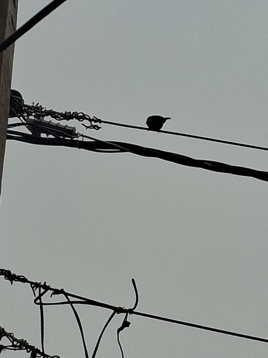 Passera oltremontana - ML647114496