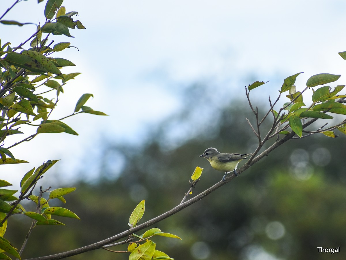 Bireo filadelfiarra - ML647114500