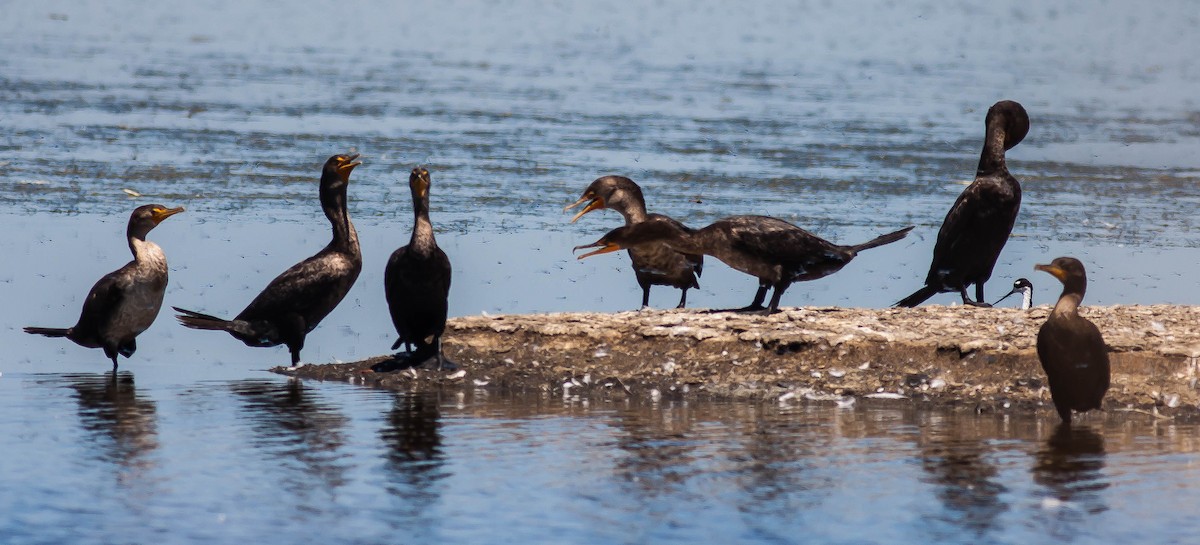 Double-crested Cormorant - ML647114502