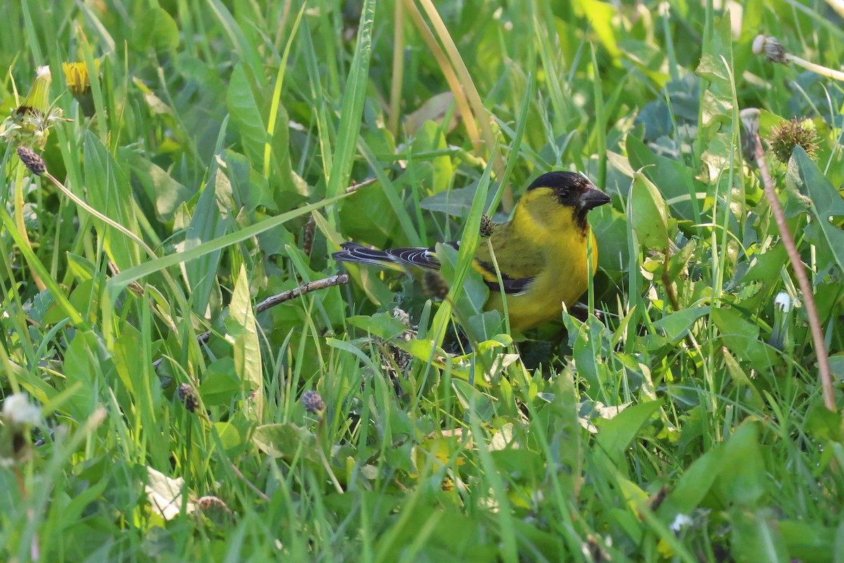 Black-chinned Siskin - ML647114503