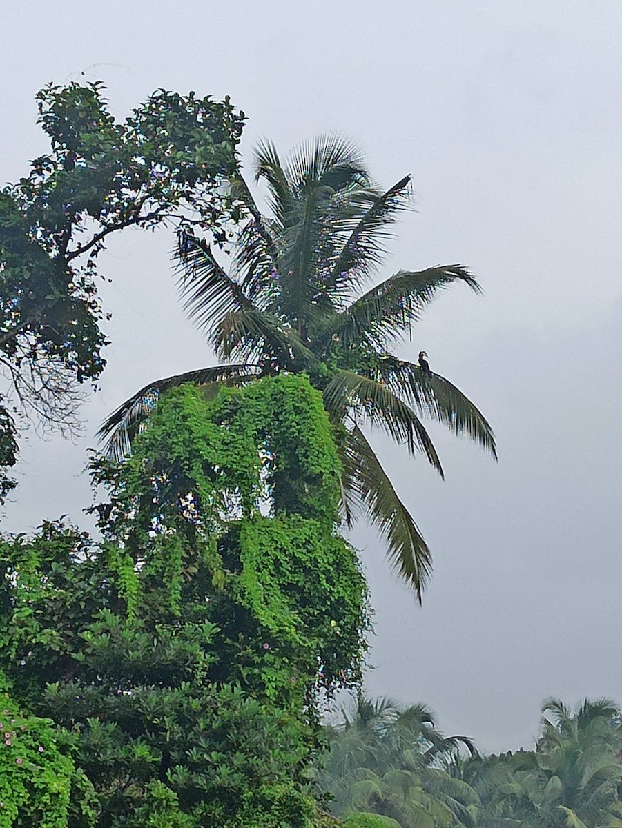 Malabar Pied-Hornbill - ML647114505