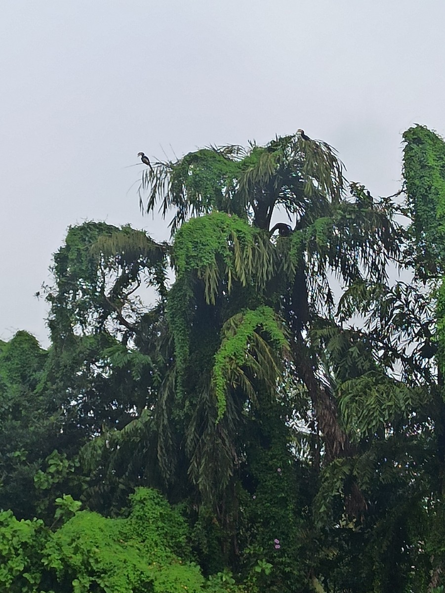 Malabar Pied-Hornbill - ML647114506