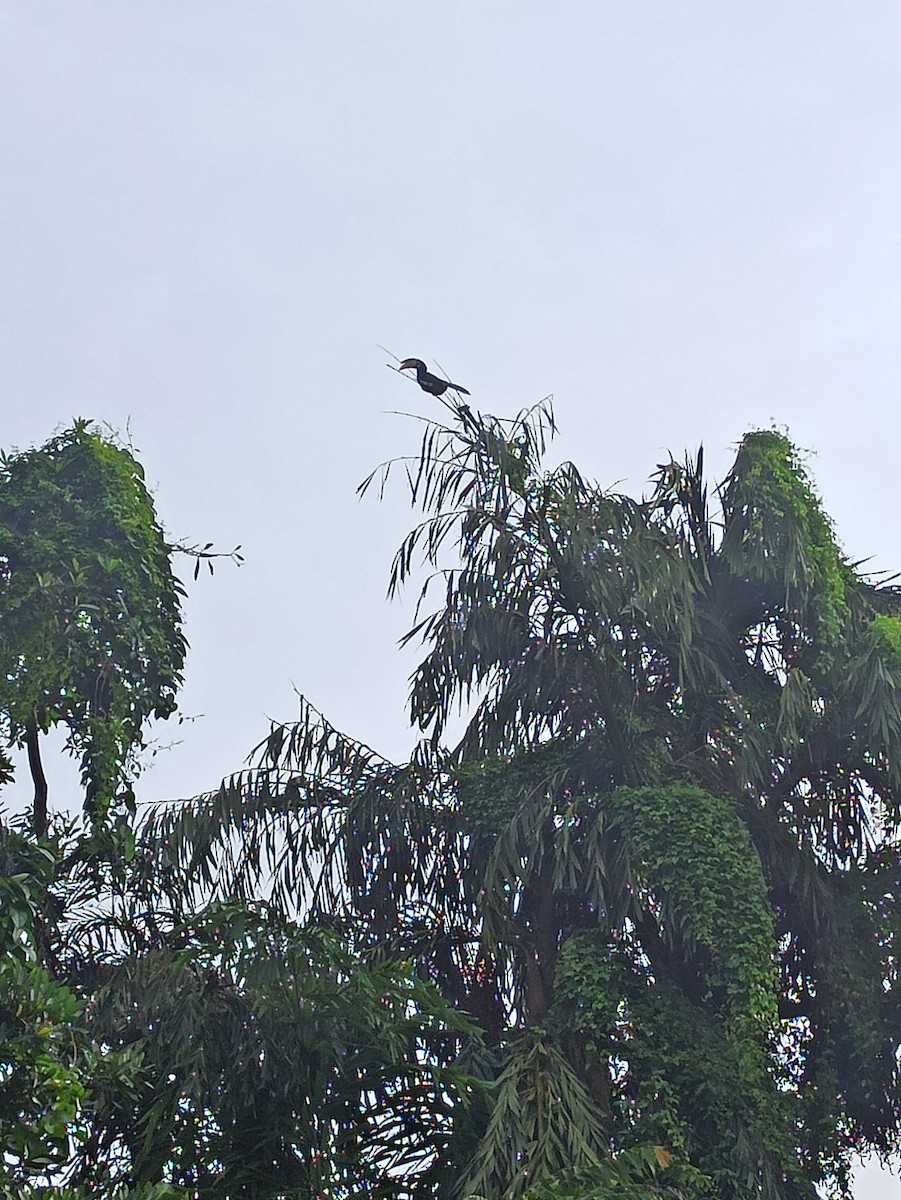Malabar Pied-Hornbill - ML647114507
