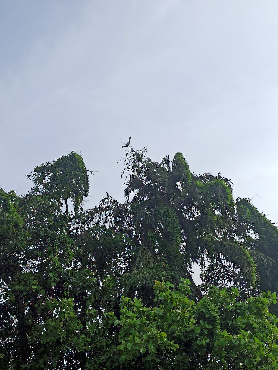 Malabar Pied-Hornbill - ML647114508