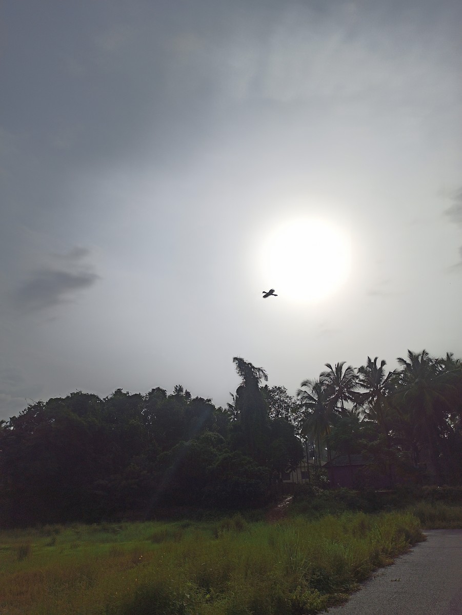 Malabar Pied-Hornbill - ML647114509