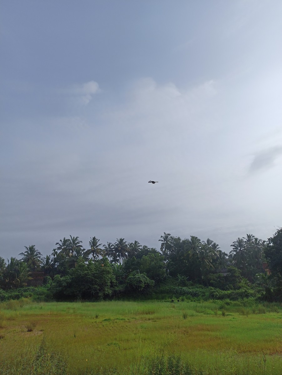 Malabar Pied-Hornbill - ML647114510