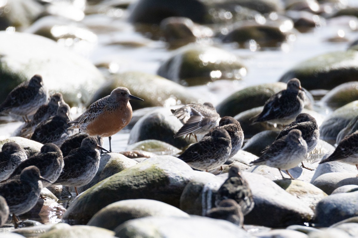 חופית להקנית - ML647114515