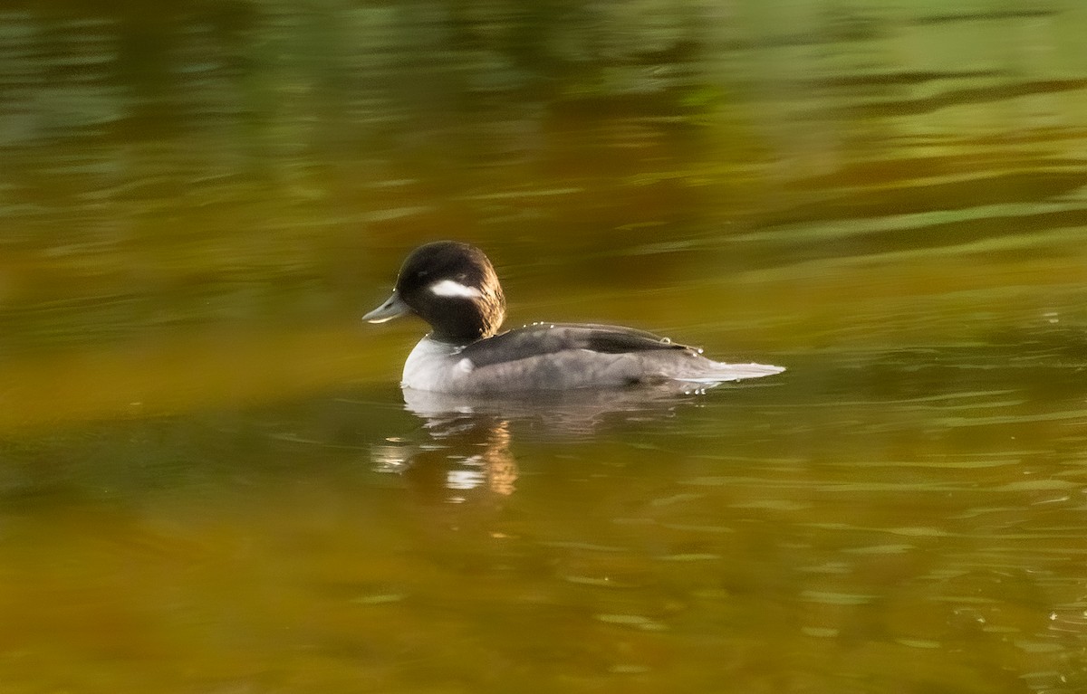 Bufflehead - ML647114517