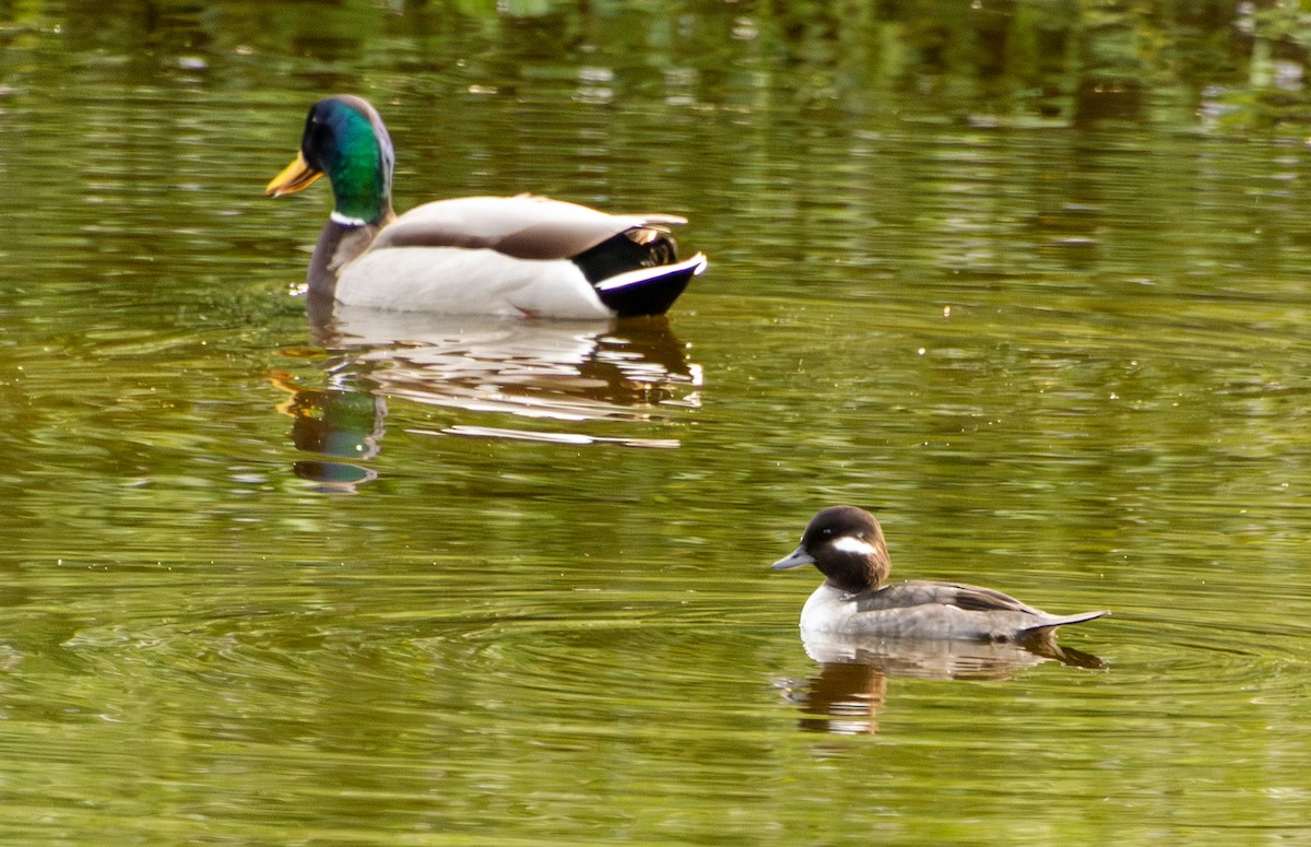 Bufflehead - ML647114518