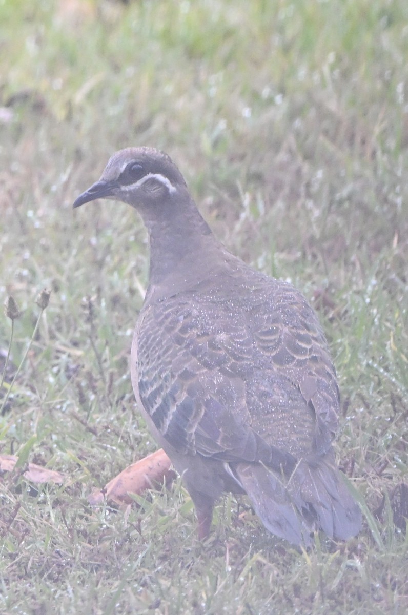 Colombine lumachelle - ML647114519