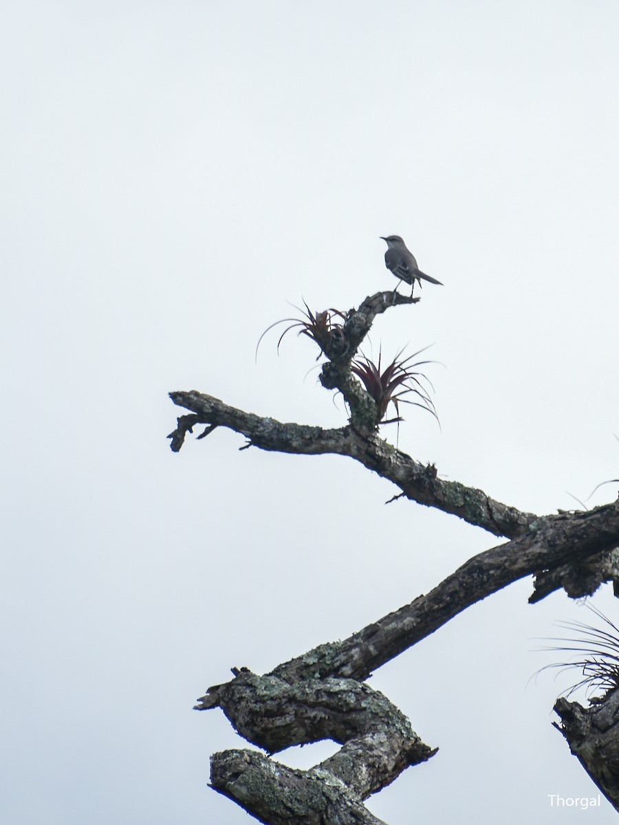 Moqueur des savanes - ML647114525