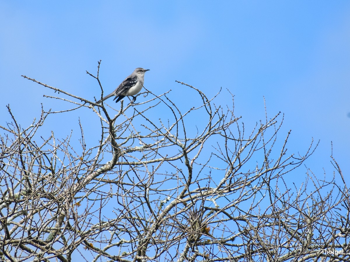 Moqueur des savanes - ML647114526