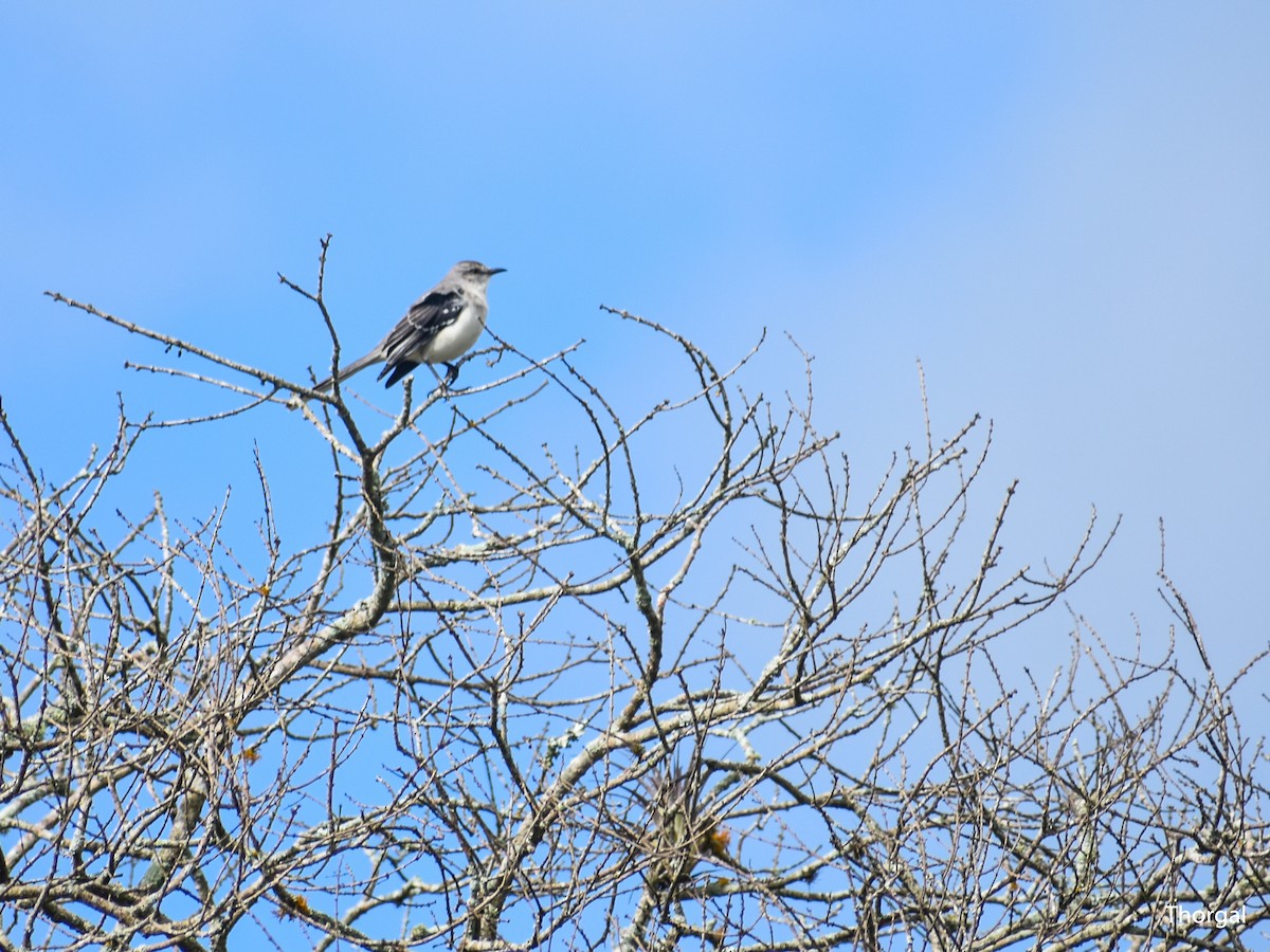 Moqueur des savanes - ML647114527