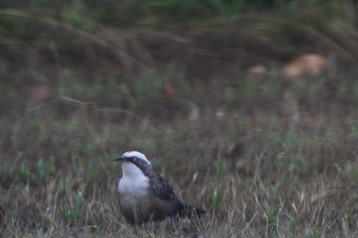 オーストラリアマルハシ - ML647114528