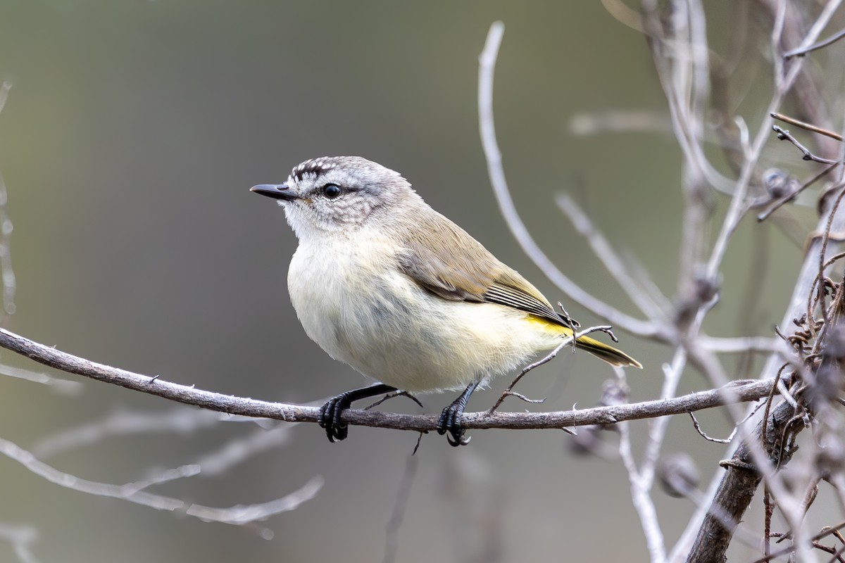 Yellow-rumped Thornbill - ML647114538