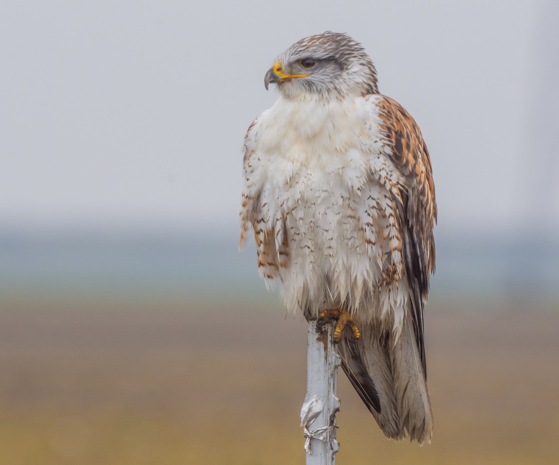 Ferruginous Hawk - ML647114546