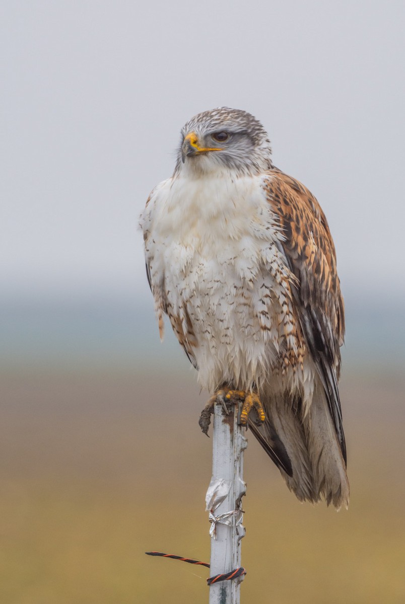 Ferruginous Hawk - ML647114547