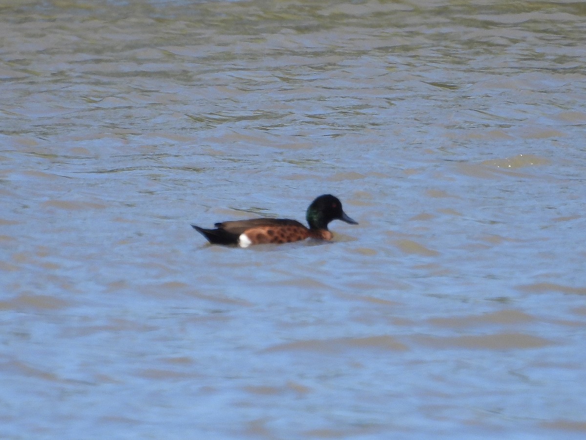 Chestnut Teal - ML647114549