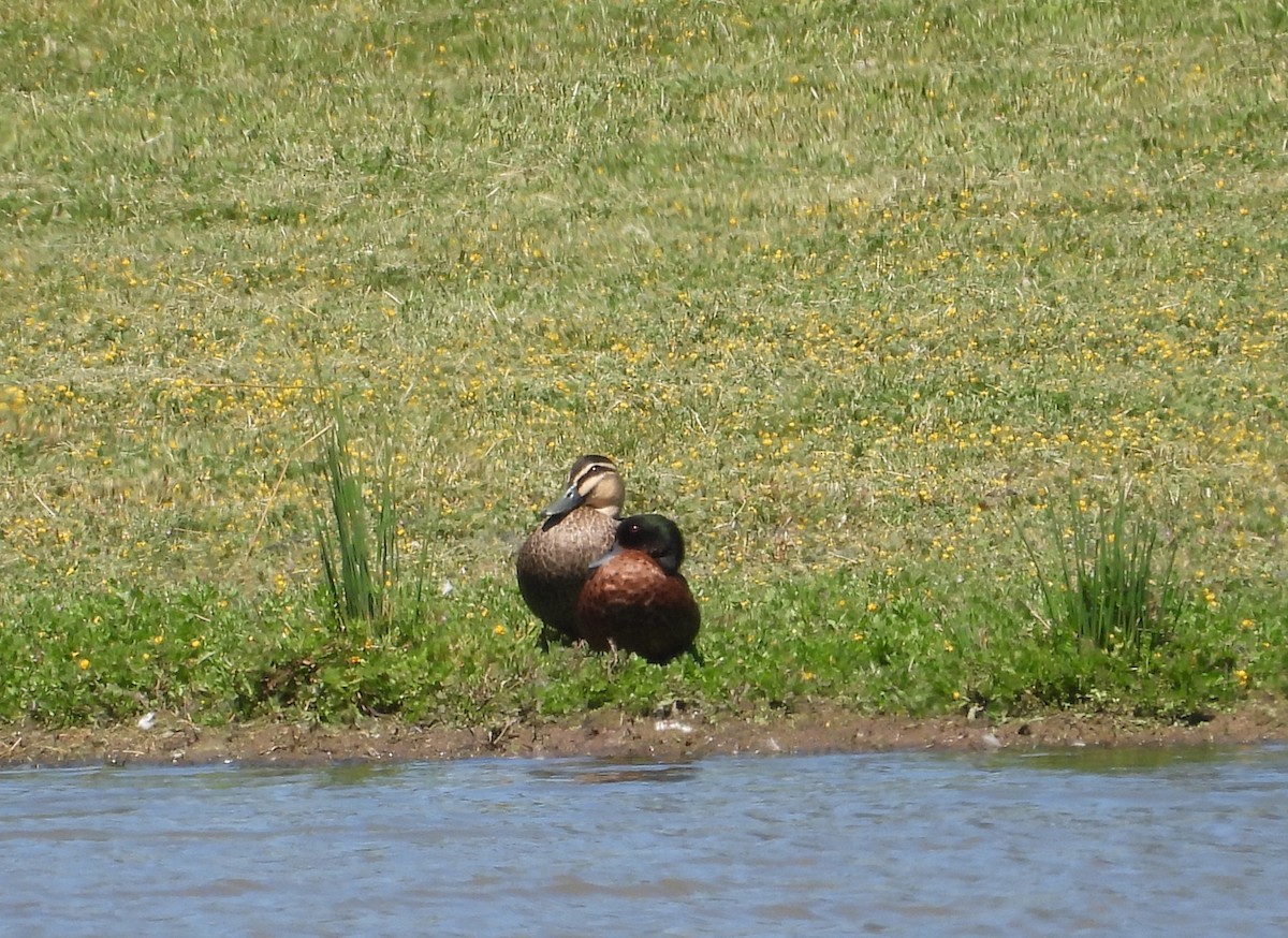 Chestnut Teal - ML647114552