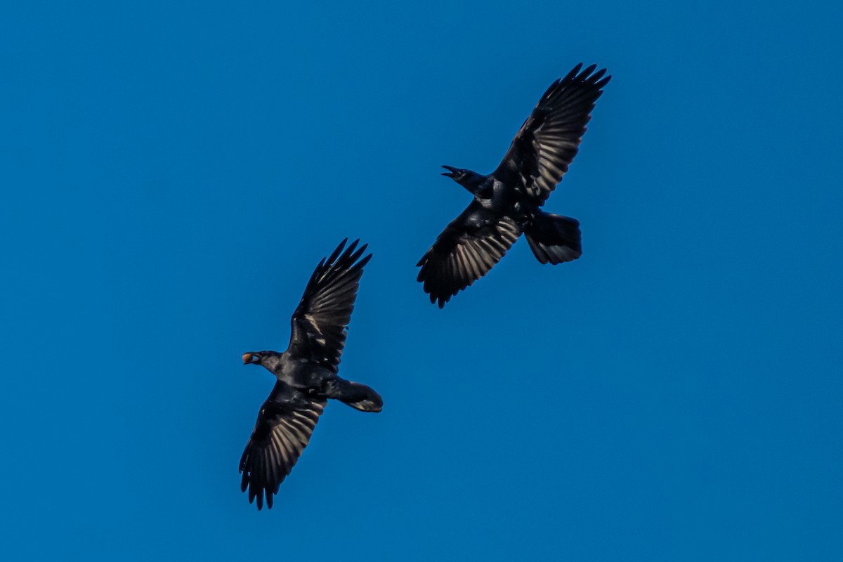 Cuervo Grande - ML647114557