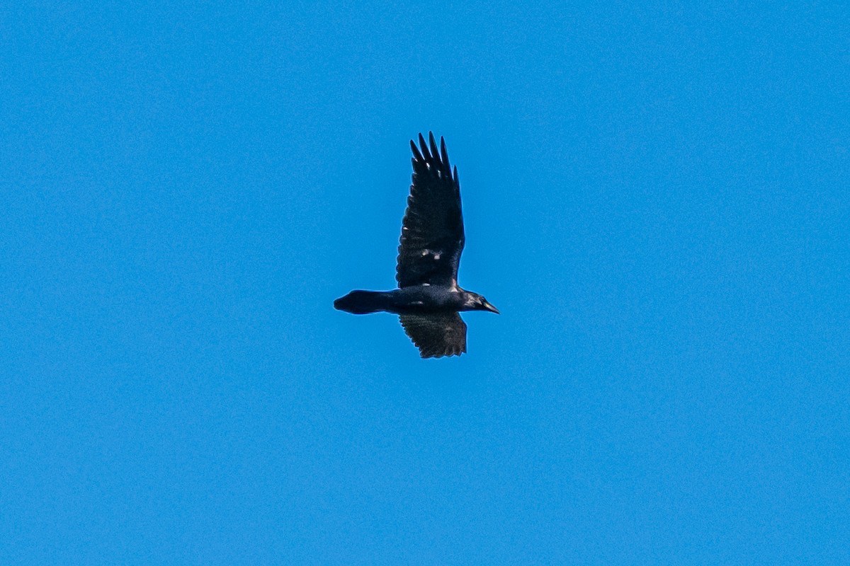 Cuervo Grande - ML647114558