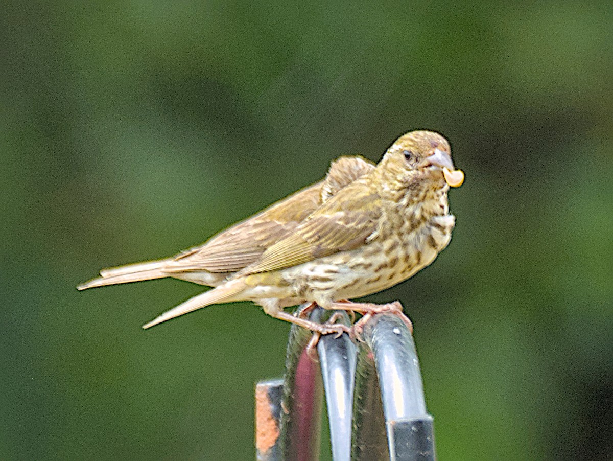 Purple Finch - ML647114559