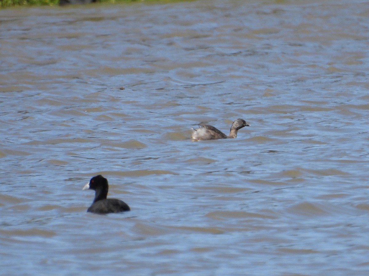 Zampullín Canoso - ML647114570