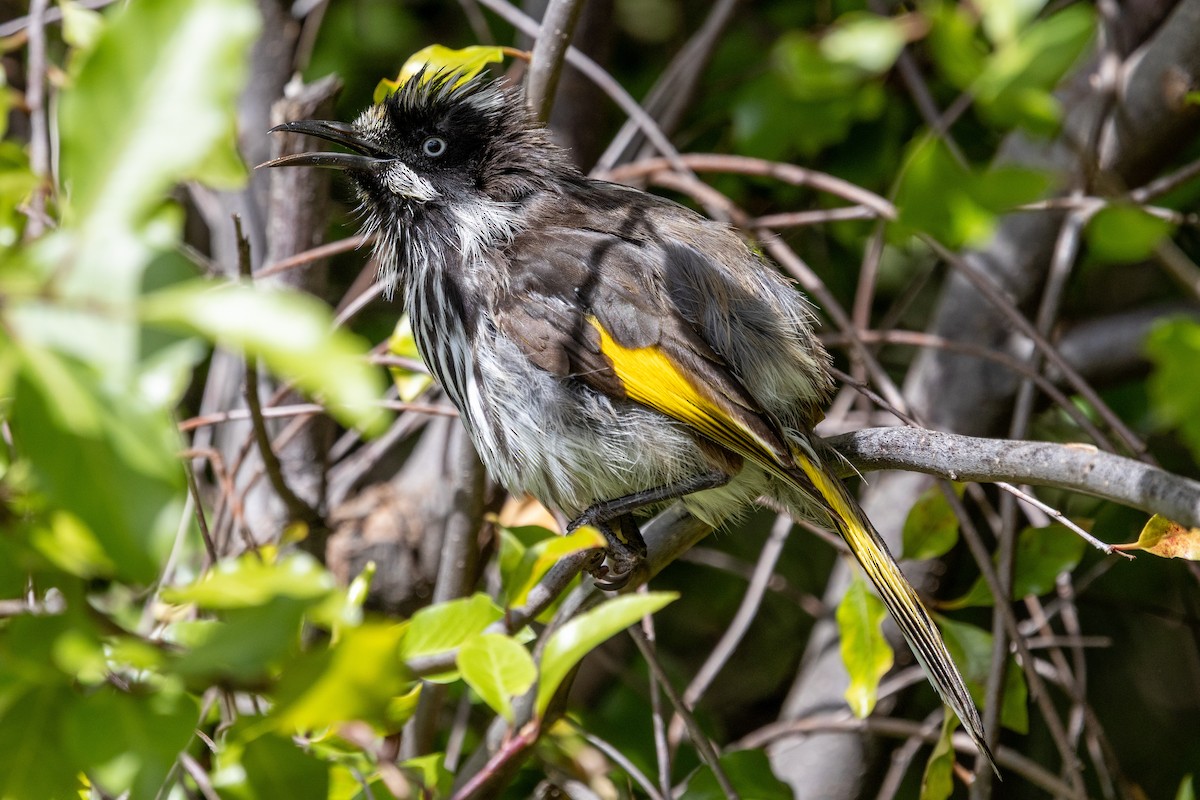 New Holland Honeyeater - ML647114571