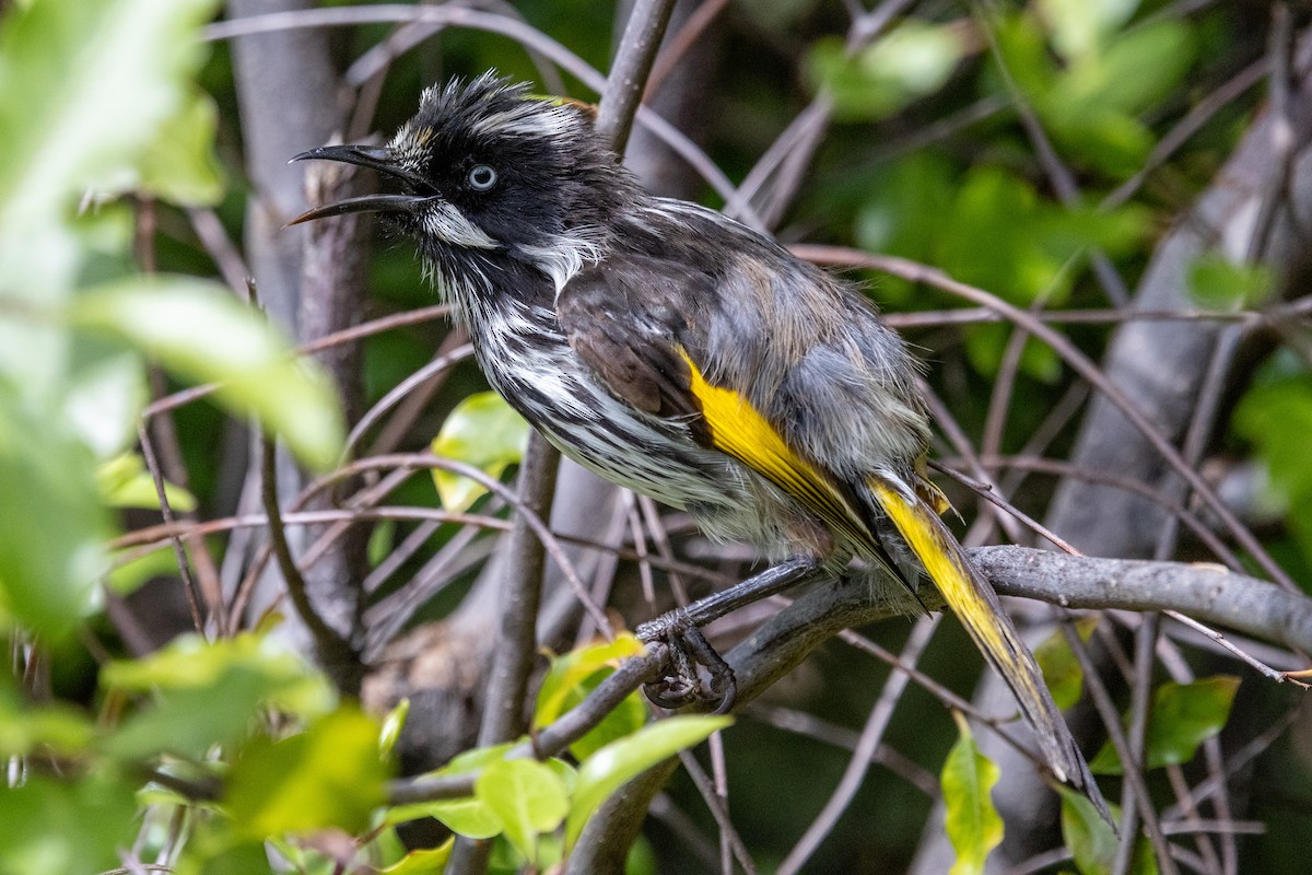 New Holland Honeyeater - ML647114572