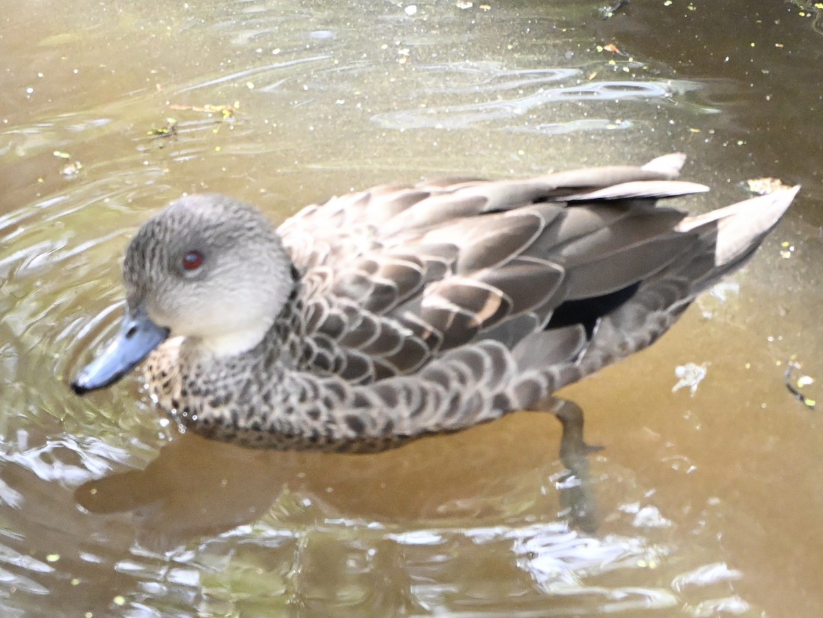 Gray Teal - ML647114573