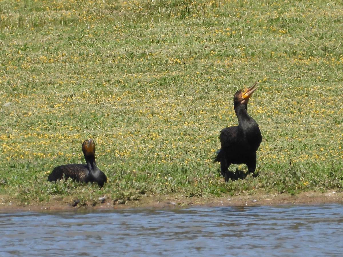 Cormorán Grande - ML647114576