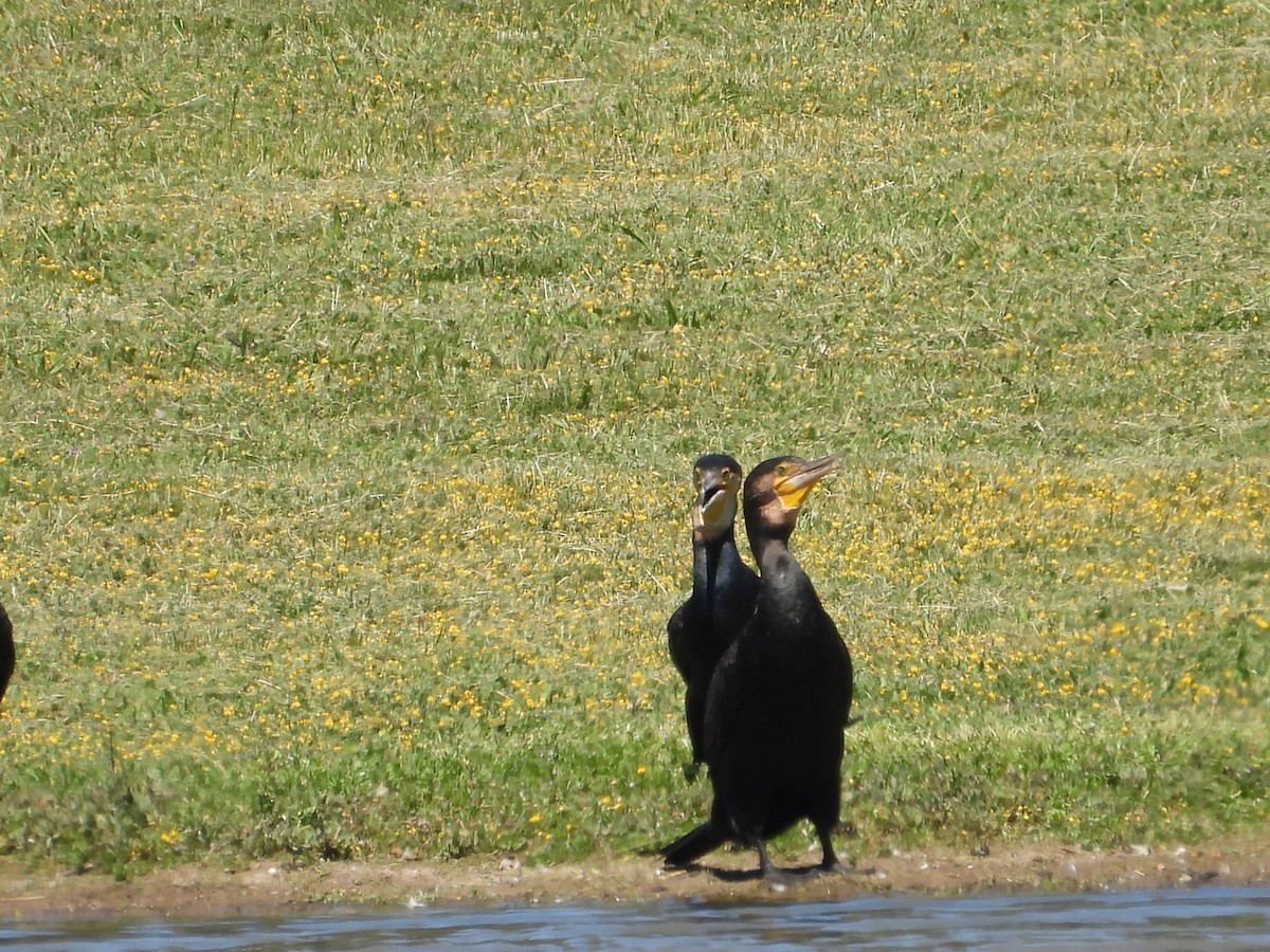 Cormorán Grande - ML647114577