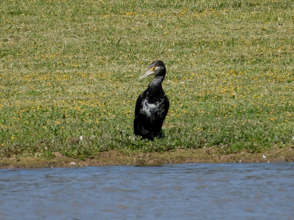 Cormorán Grande - ML647114578