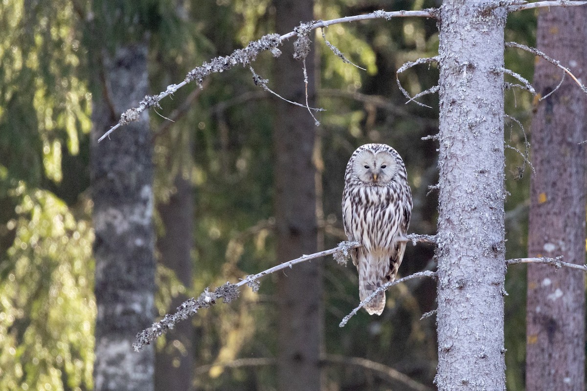 Urubi uraldarra - ML647114579