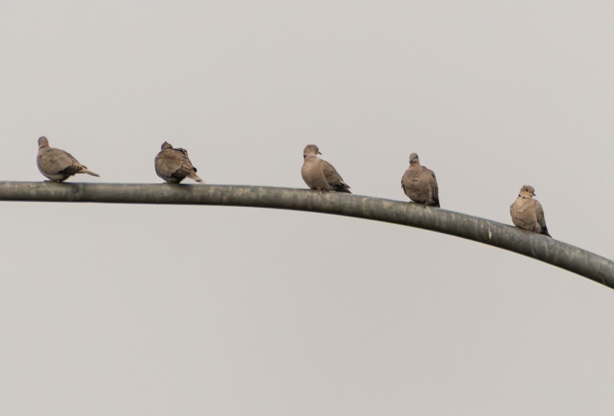 Eurasian Collared-Dove - ML647114581
