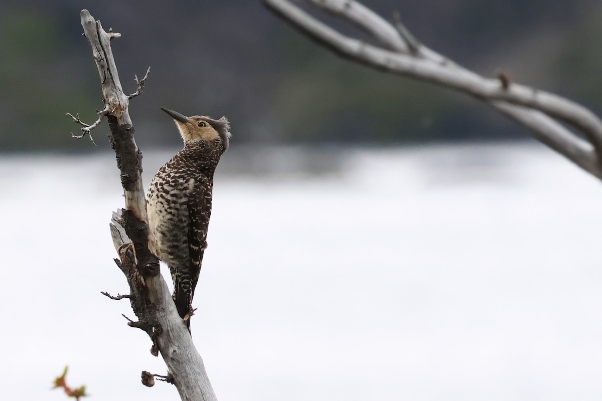 Chilean Flicker - ML647114585