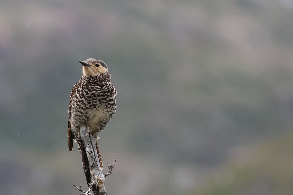 Chilean Flicker - ML647114586