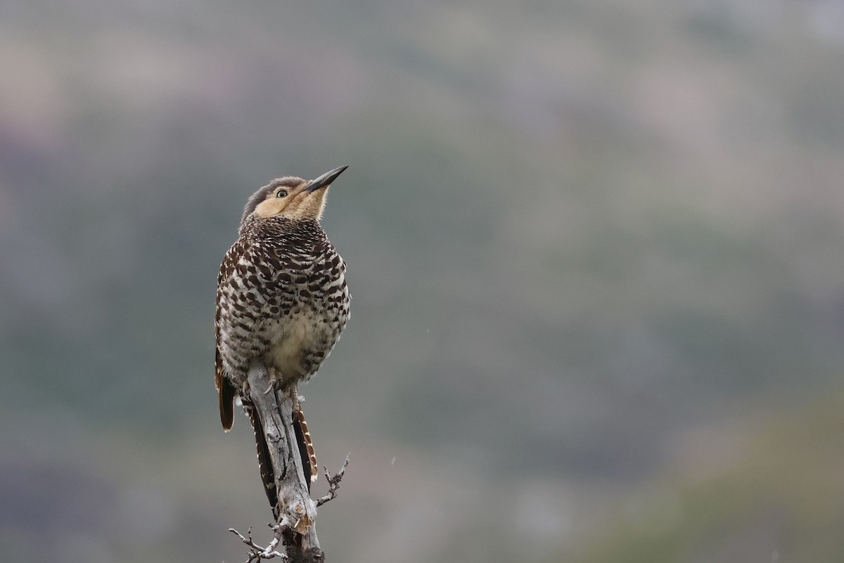 Chilean Flicker - ML647114587