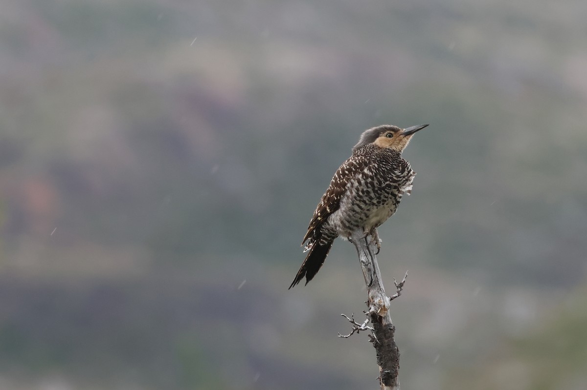 Chilean Flicker - ML647114588