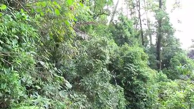 Канарниця сіроголова - ML647114594