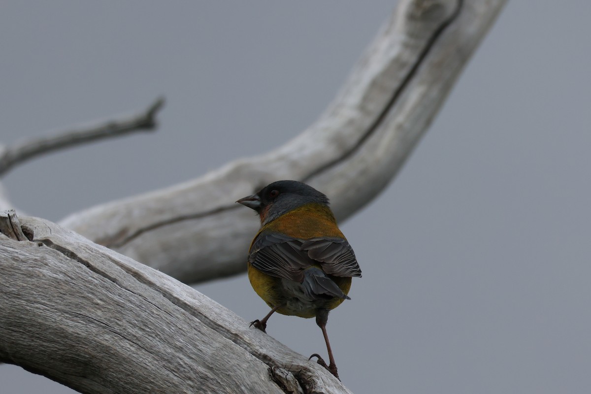 Patagonian Sierra Finch - ML647114604