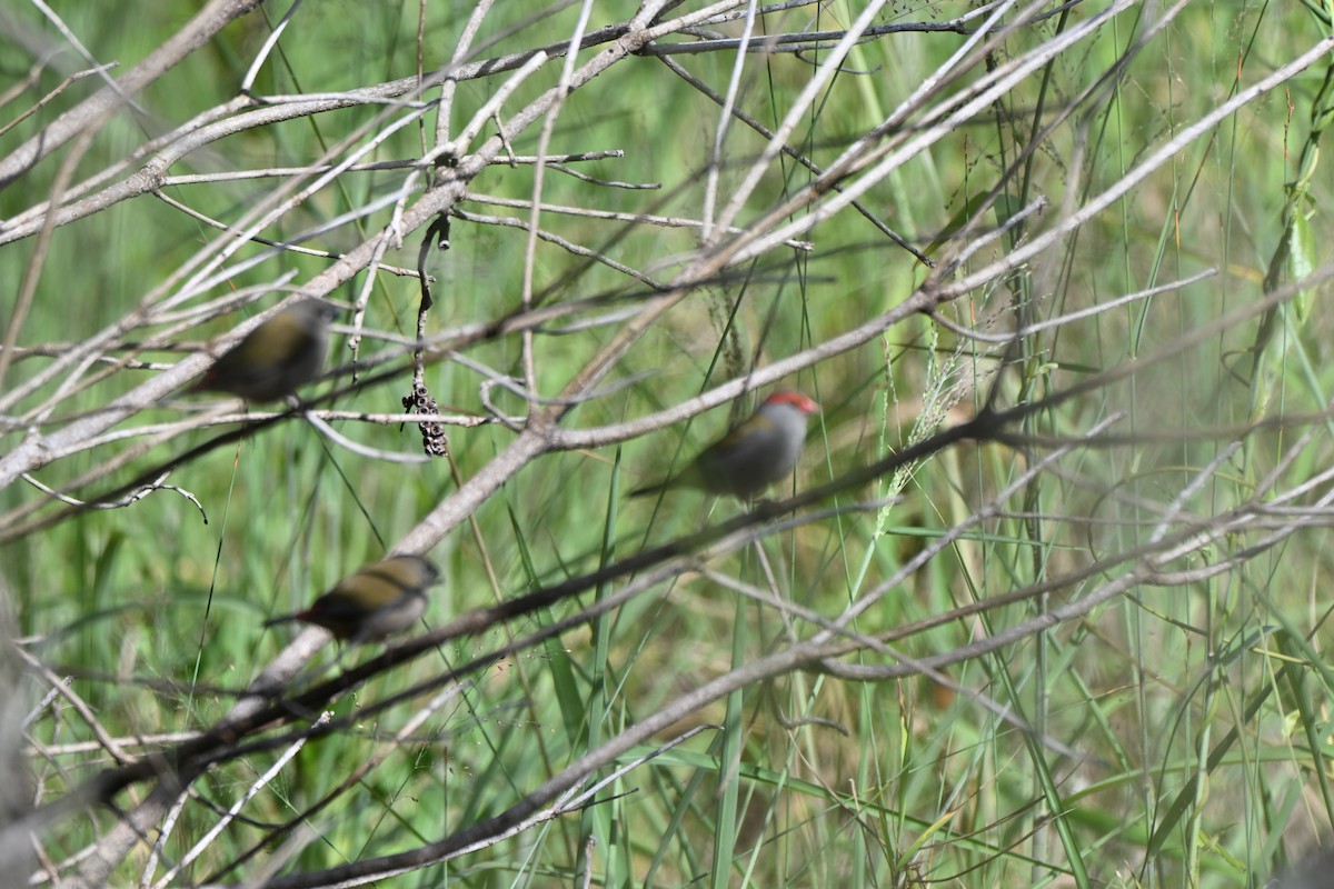 Краснобровая амадина - ML647114605