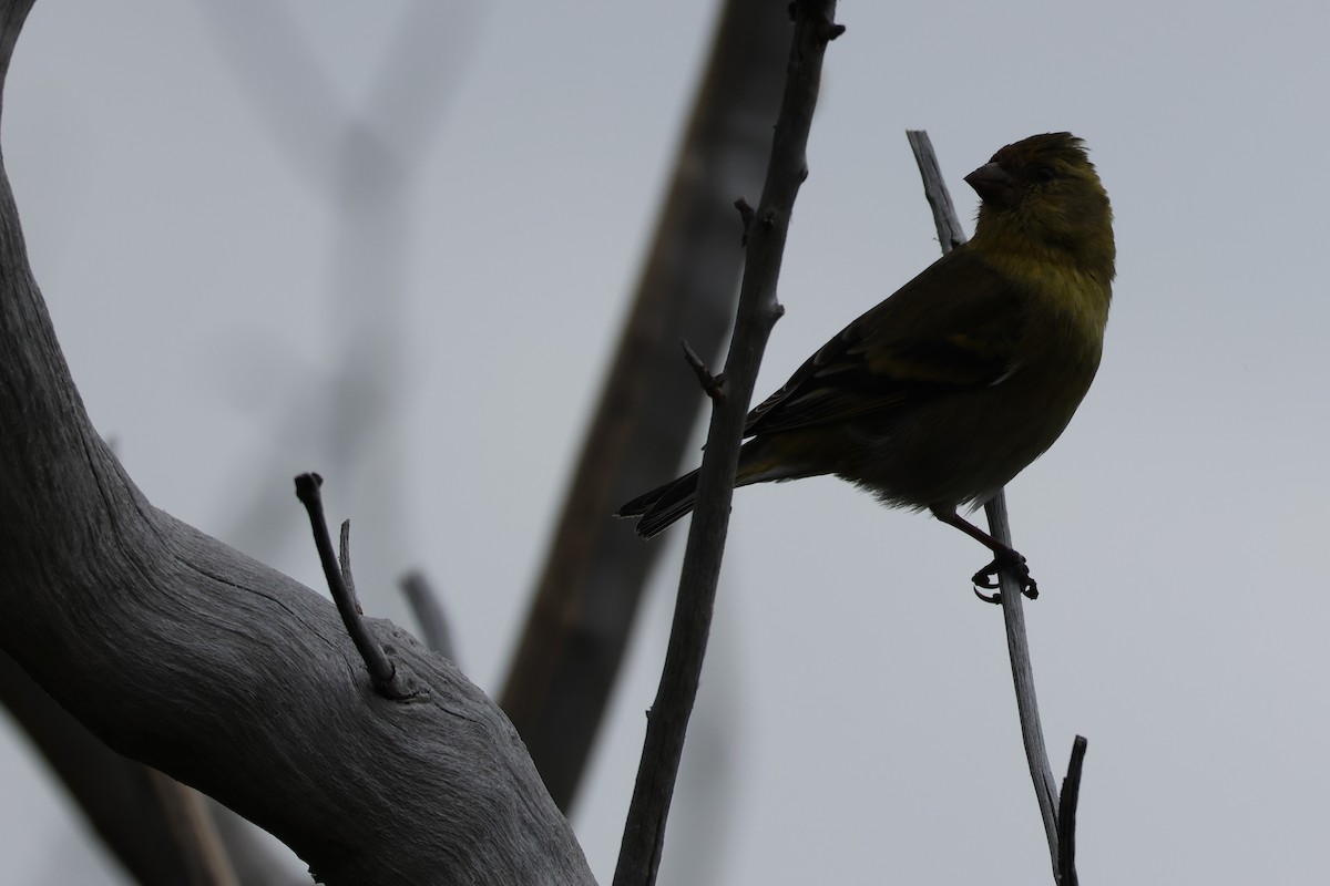 Black-chinned Siskin - ML647114608